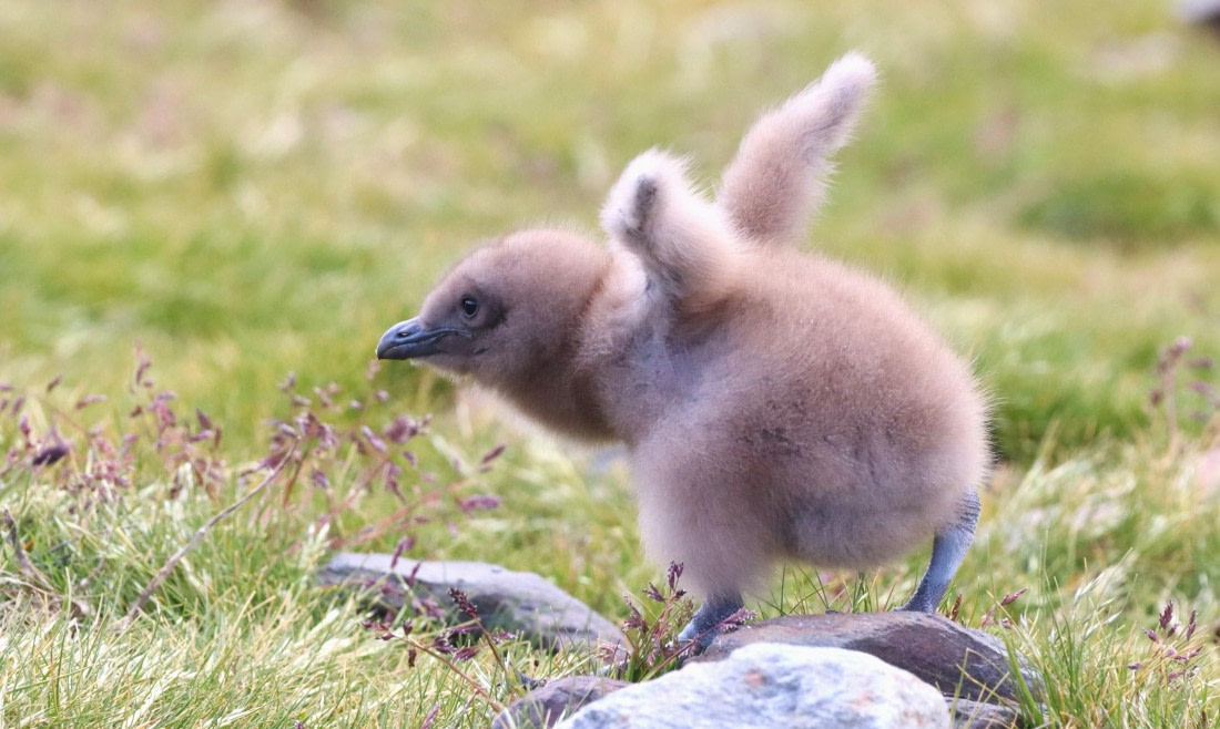 HDS25-26, Day 10, IMG_5814 © Unknown photographer - Oceanwide Expeditions.JPG