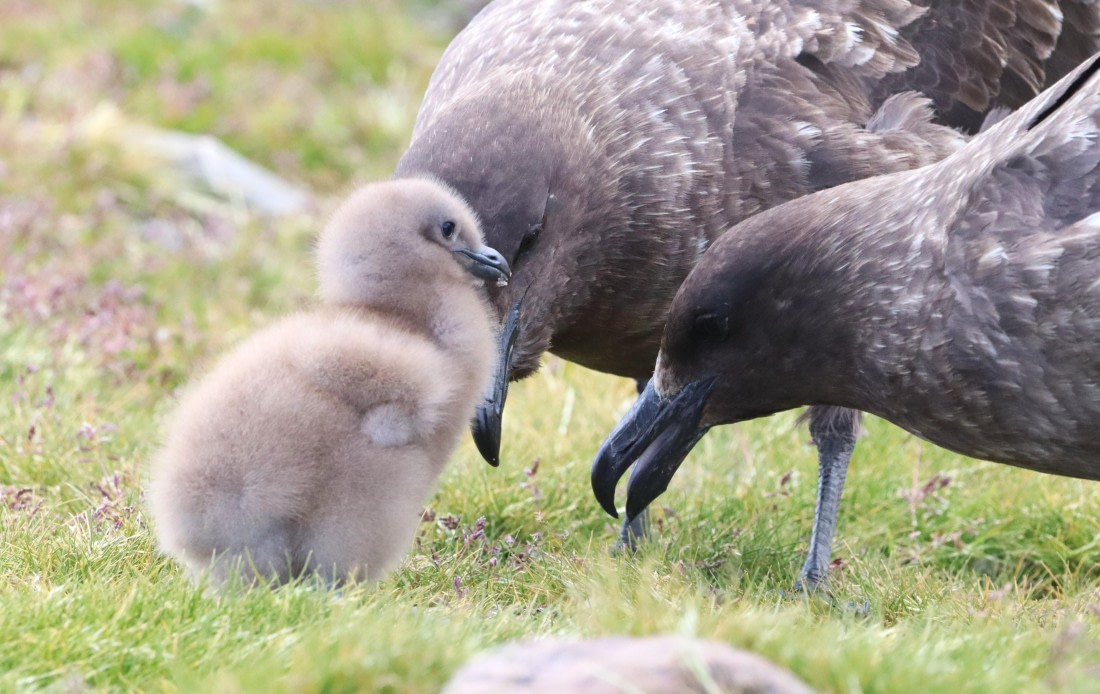 HDS25-26, Day 10, IMG_5844 © Unknown photographer - Oceanwide Expeditions.JPG