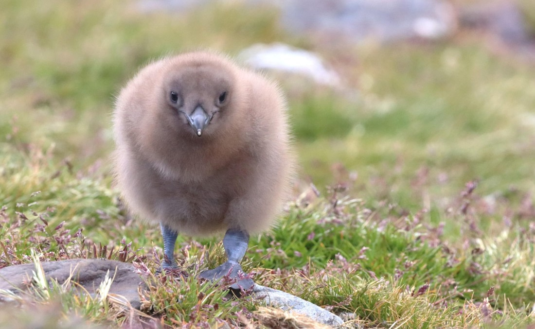 HDS25-26, Day 10, IMG_5872 © Unknown photographer - Oceanwide Expeditions.JPG