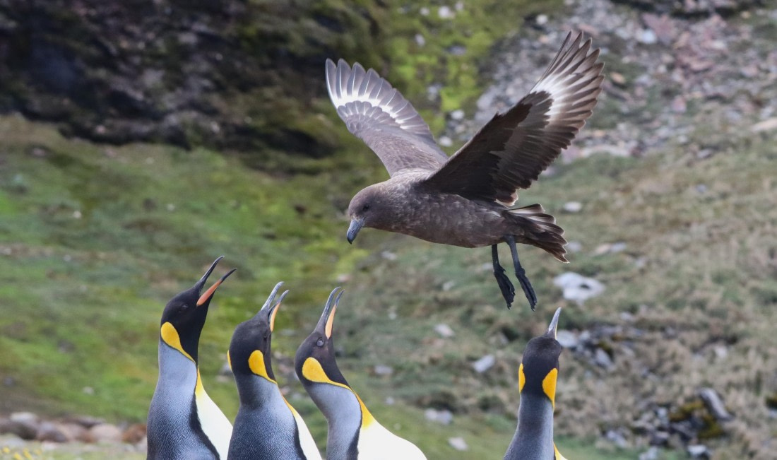 HDS25-26, Day 10, IMG_5927 © Unknown photographer - Oceanwide Expeditions.JPG