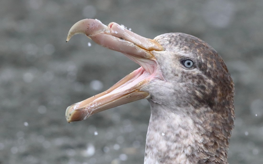 HDS25-26, Day 10, IMG_6172 © Unknown photographer - Oceanwide Expeditions.JPG