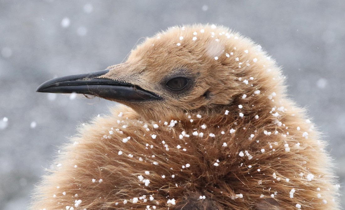 HDS25-26, Day 10, IMG_6211 © Unknown photographer - Oceanwide Expeditions.JPG