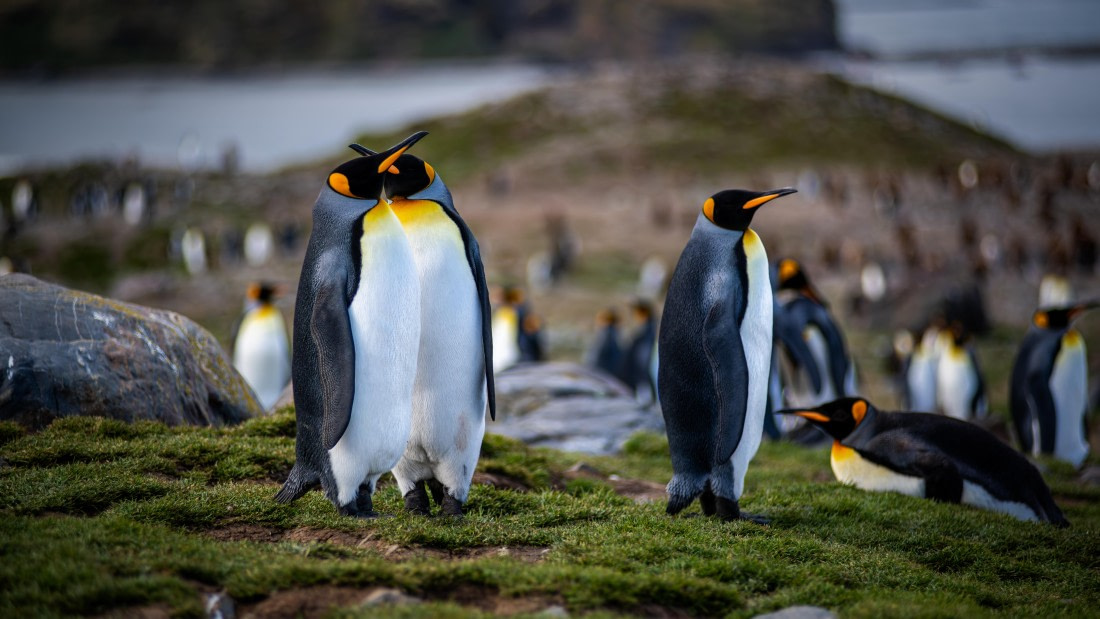 HDS25-26, Day 10, RLO_6933 © Alexander Romanovskiy - Oceanwide Expeditions.jpg