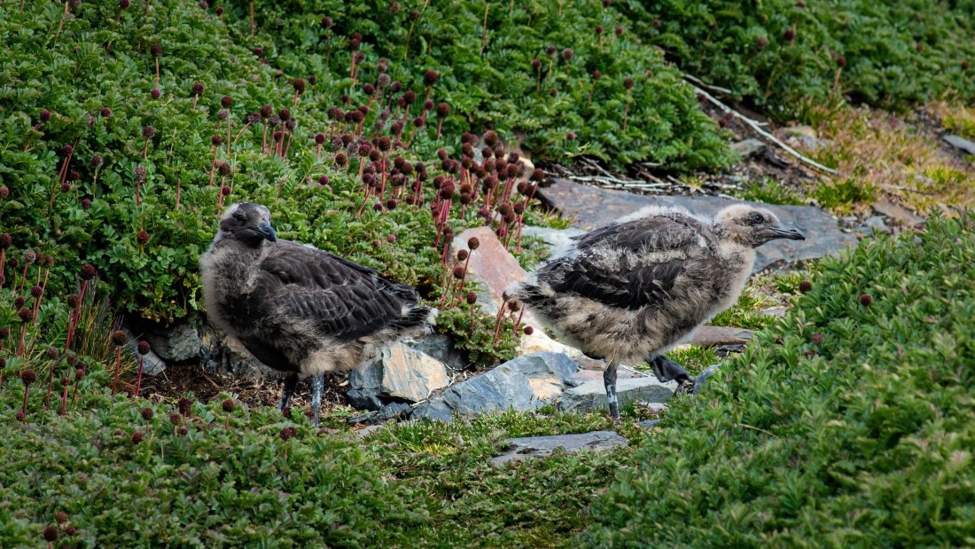 HDS25-26, Day 10, RLO_6943 © Alexander Romanovskiy - Oceanwide Expeditions.jpg
