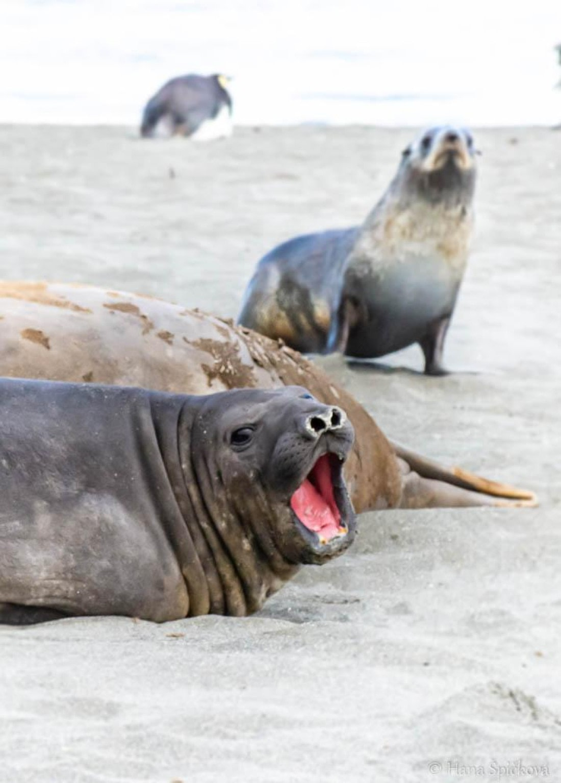 HDS25-26, Day 11, _DSC8562 © Hana Spickova - Oceanwide Expeditions.jpg