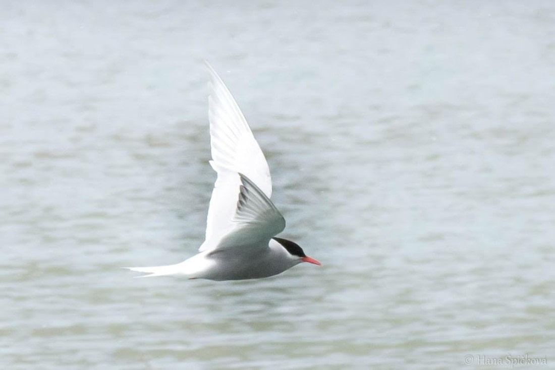 HDS25-26, Day 11, _DSC8579 © Hana Spickova - Oceanwide Expeditions.jpg