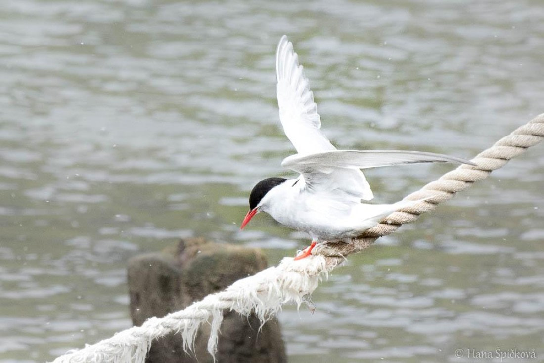 HDS25-26, Day 11, _DSC8590 © Hana Spickova - Oceanwide Expeditions.jpg