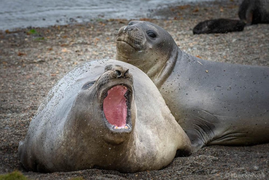 HDS25-26, Day 11, _DSC8601 © Hana Spickova - Oceanwide Expeditions.jpg