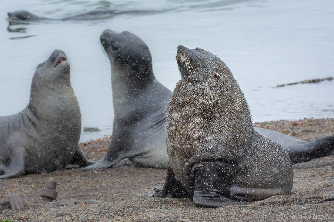 HDS25-26, Day 11, _DSC8603 © Hana Spickova - Oceanwide Expeditions.jpg