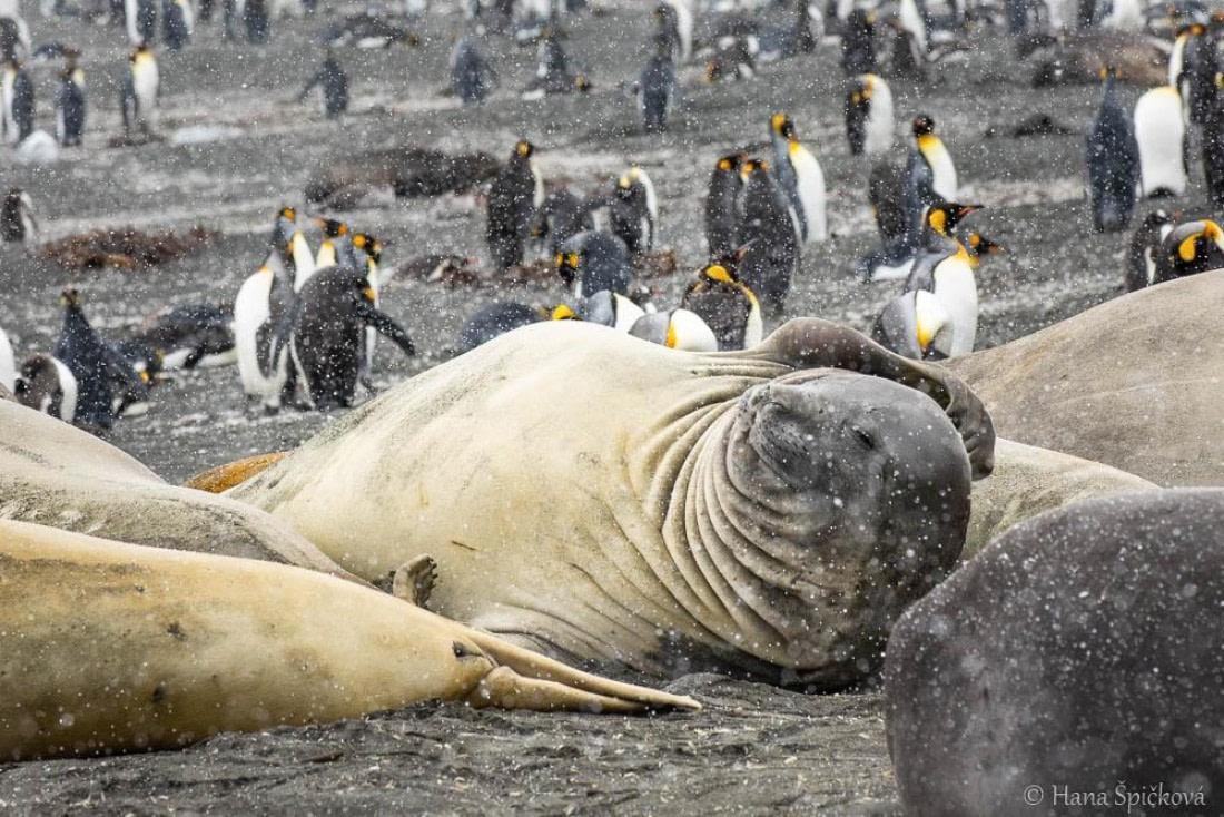 HDS25-26, Day 12, _DSC8619 © Hana Spickova - Oceanwide Expeditions.jpg