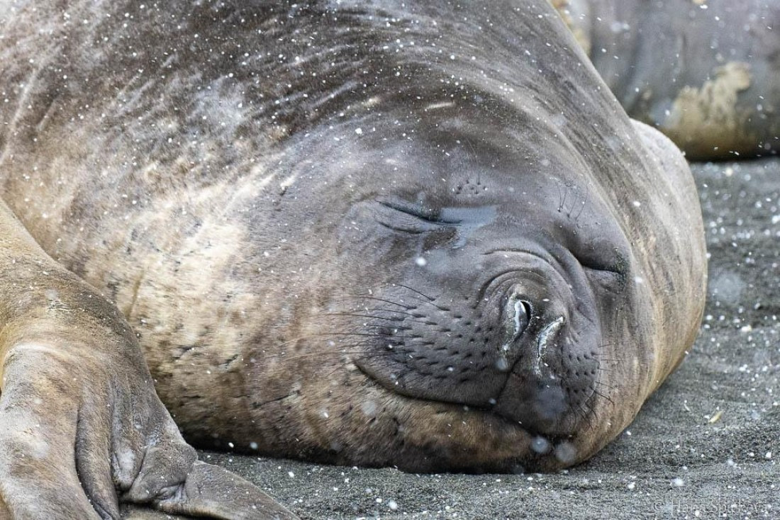 HDS25-26, Day 12, _DSC8624 © Hana Spickova - Oceanwide Expeditions.jpg