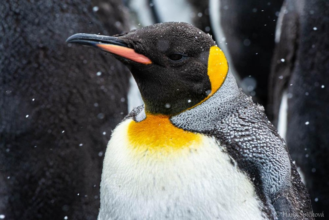 HDS25-26, Day 12, _DSC8625 © Hana Spickova - Oceanwide Expeditions.jpg