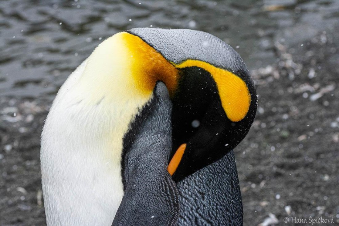 HDS25-26, Day 12, _DSC8626 © Hana Spickova - Oceanwide Expeditions.jpg