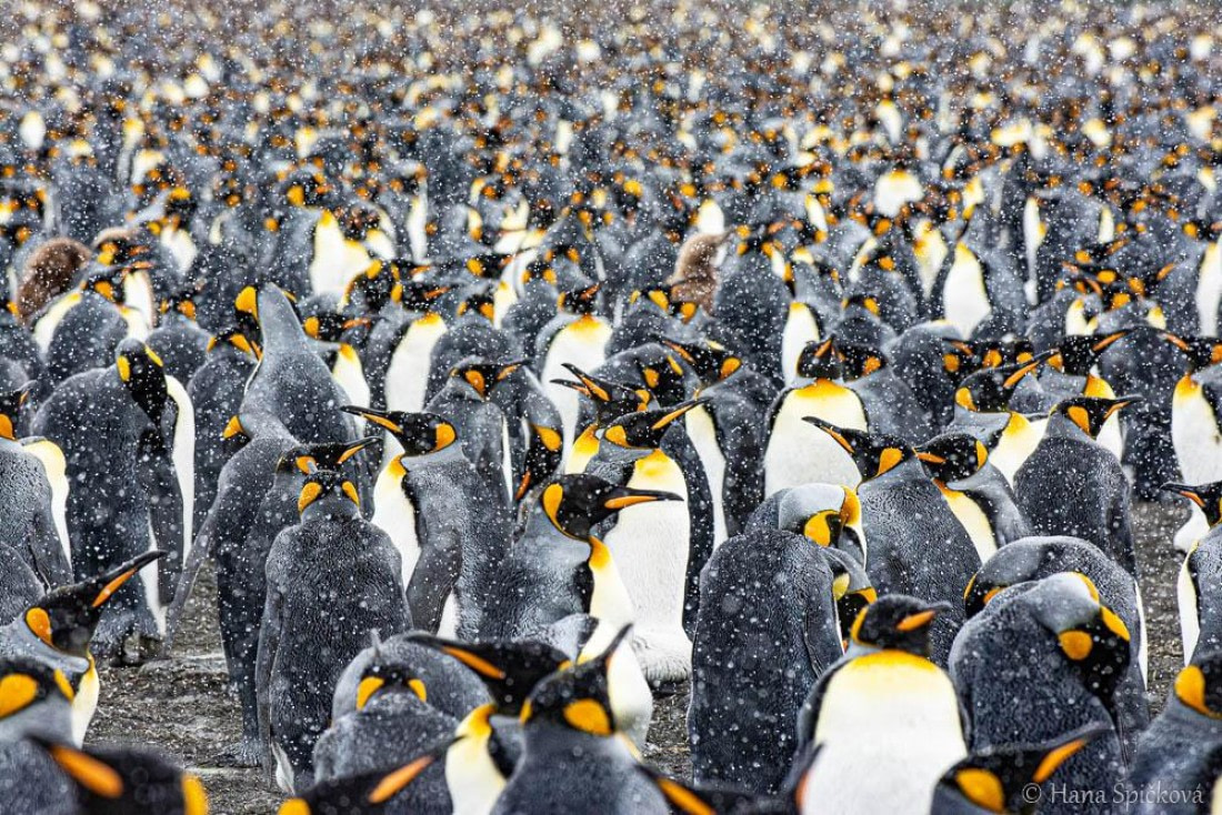 HDS25-26, Day 12, _DSC8639 © Hana Spickova - Oceanwide Expeditions.jpg