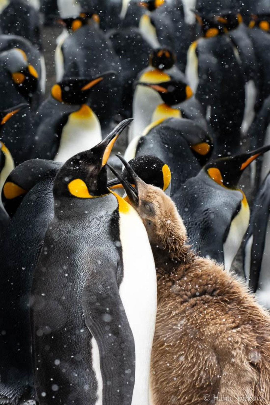 HDS25-26, Day 12, _DSC8644 © Hana Spickova - Oceanwide Expeditions.jpg