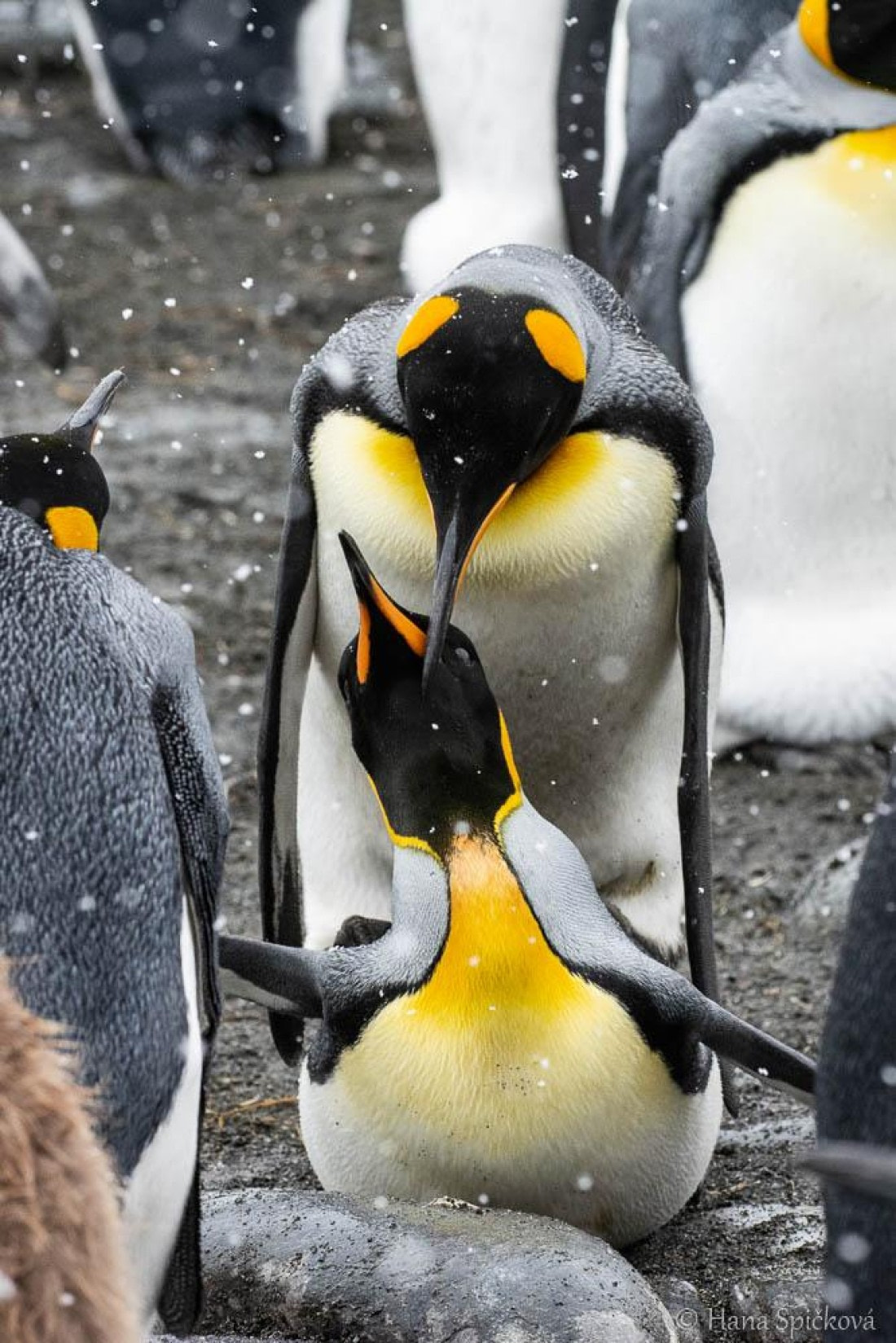 HDS25-26, Day 12, _DSC8655 © Hana Spickova - Oceanwide Expeditions.jpg