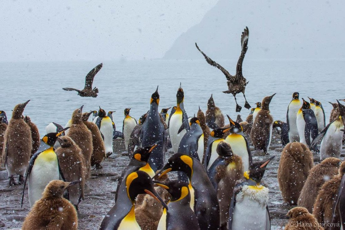 HDS25-26, Day 12, _DSC8658 © Hana Spickova - Oceanwide Expeditions.jpg