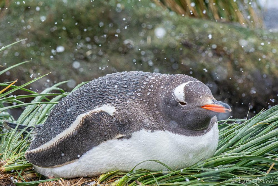 HDS25-26, Day 12, _DSC8669 © Hana Spickova - Oceanwide Expeditions.jpg