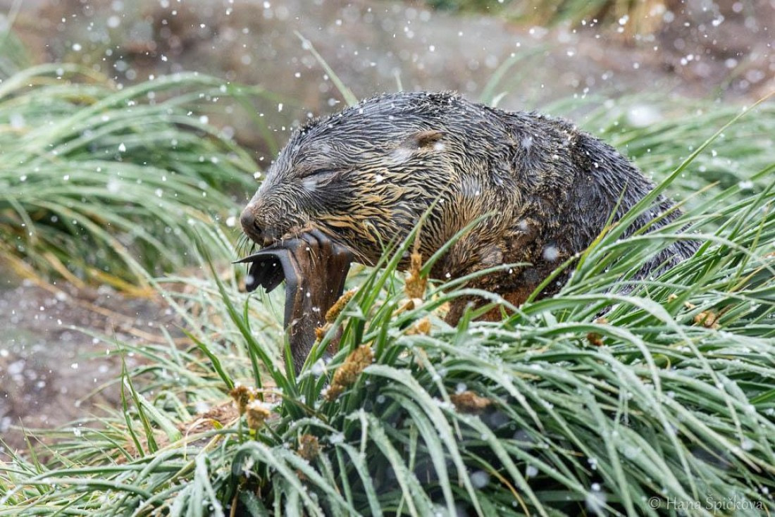 HDS25-26, Day 12, _DSC8670 © Hana Spickova - Oceanwide Expeditions.jpg