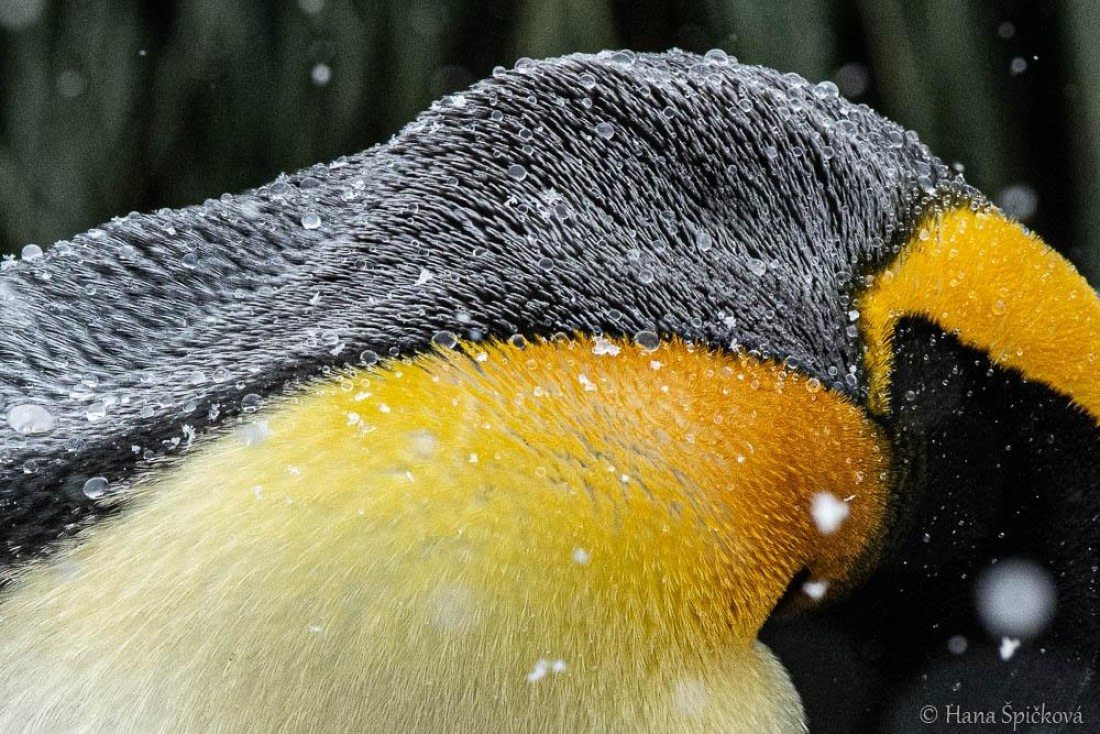 HDS25-26, Day 12, _DSC8671 © Hana Spickova - Oceanwide Expeditions.jpg