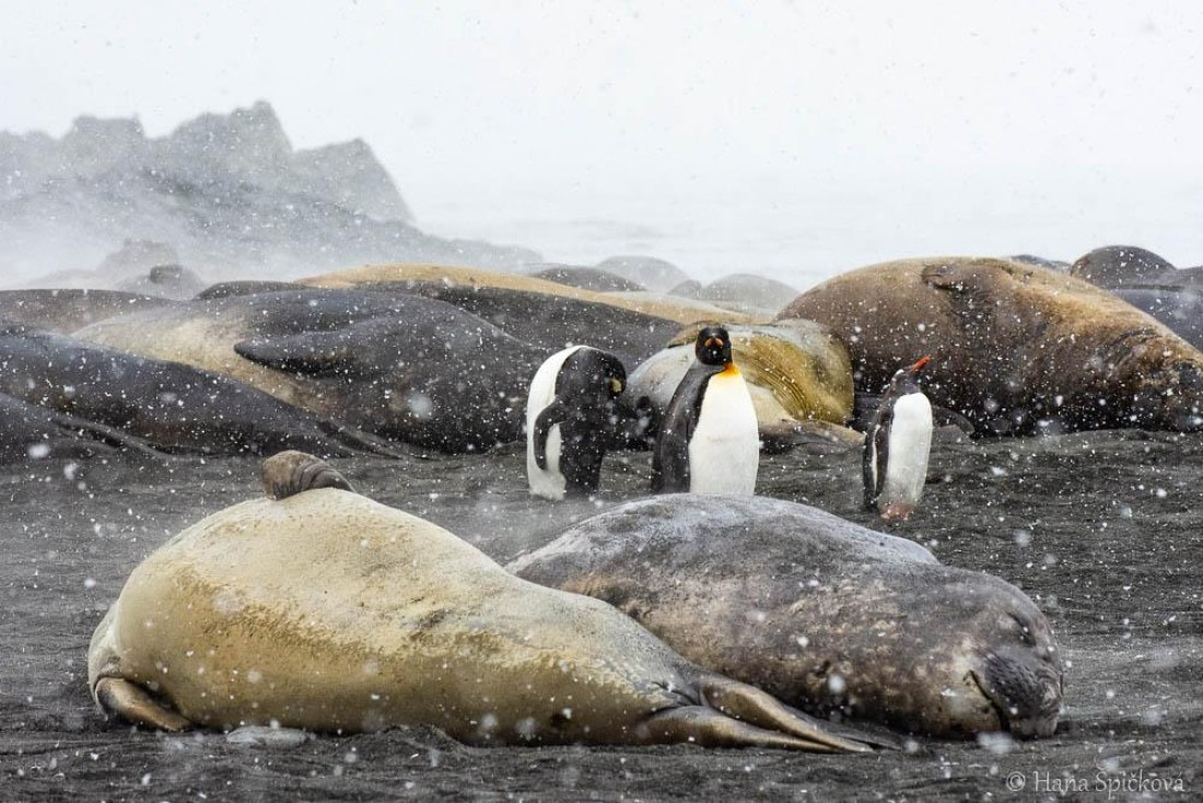 HDS25-26, Day 12, _DSC8677 © Hana Spickova - Oceanwide Expeditions.jpg