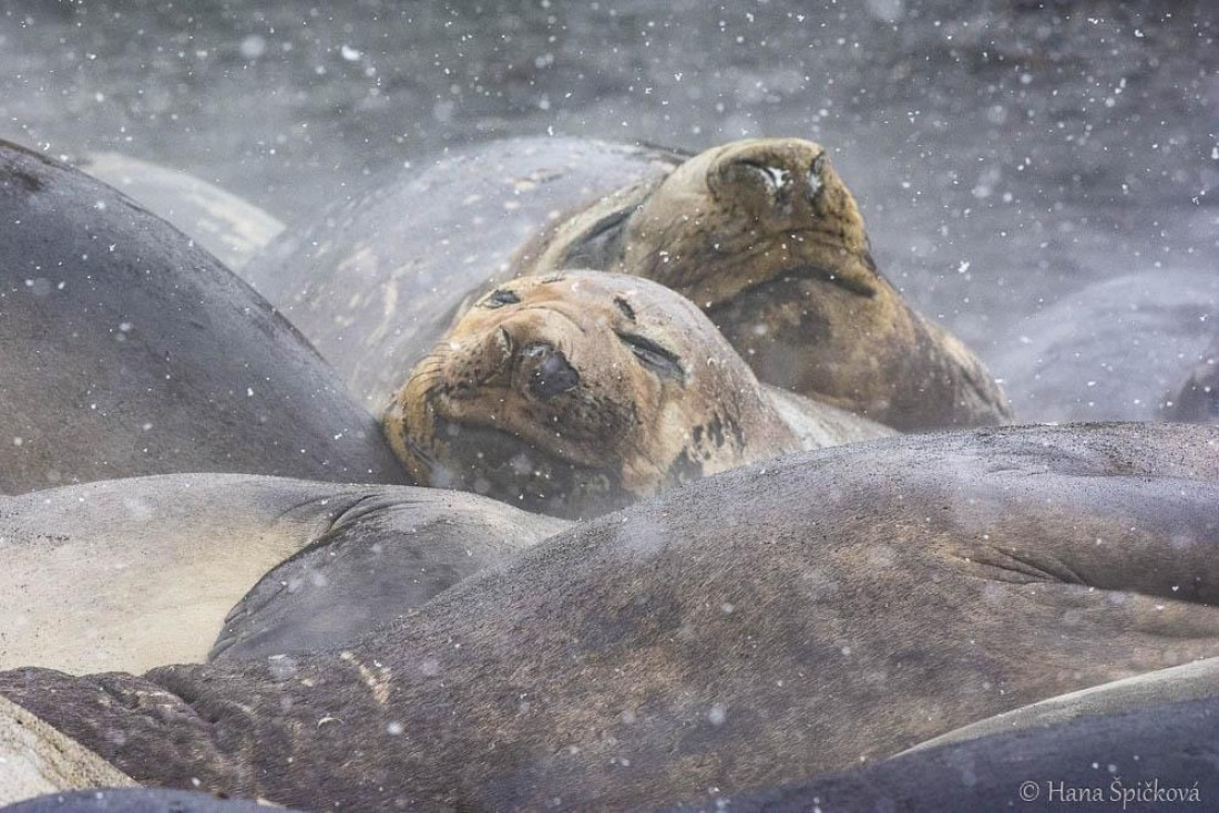 HDS25-26, Day 12, _DSC8700 © Hana Spickova - Oceanwide Expeditions.jpg