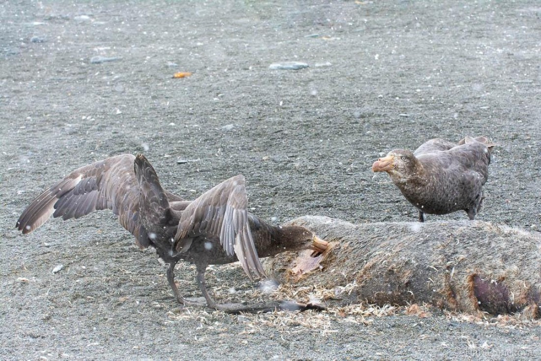 HDS25-26, Day 12, _DSC8706 © Hana Spickova - Oceanwide Expeditions.jpg