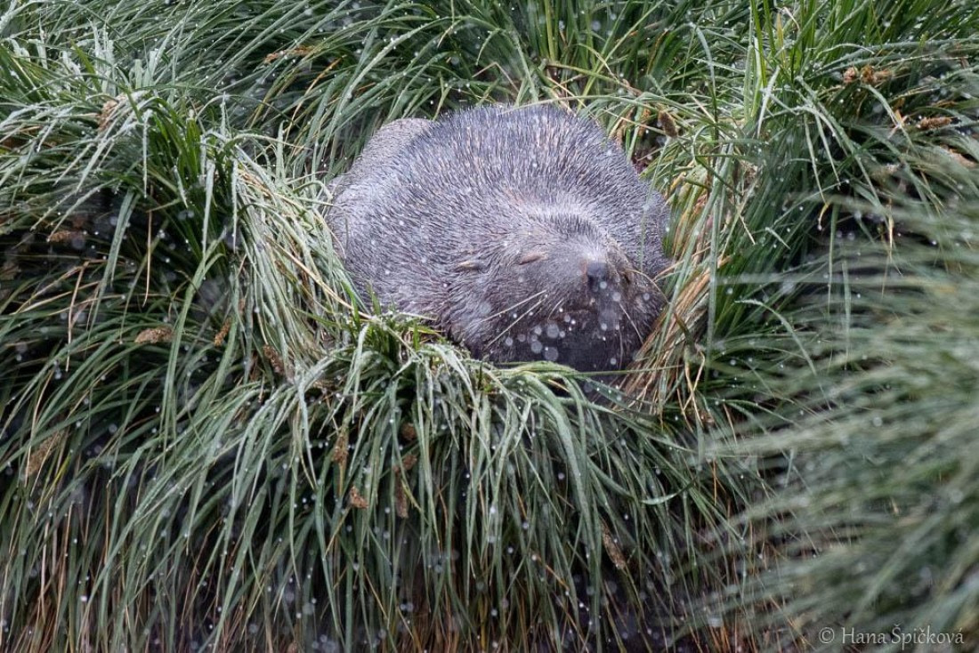 HDS25-26, Day 12, _DSC8742 © Hana Spickova - Oceanwide Expeditions.jpg