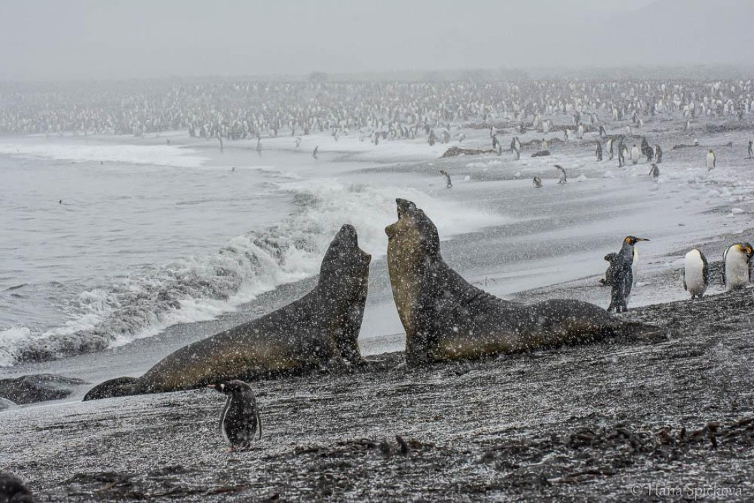 HDS25-26, Day 12, _DSC8751 © Hana Spickova - Oceanwide Expeditions.jpg