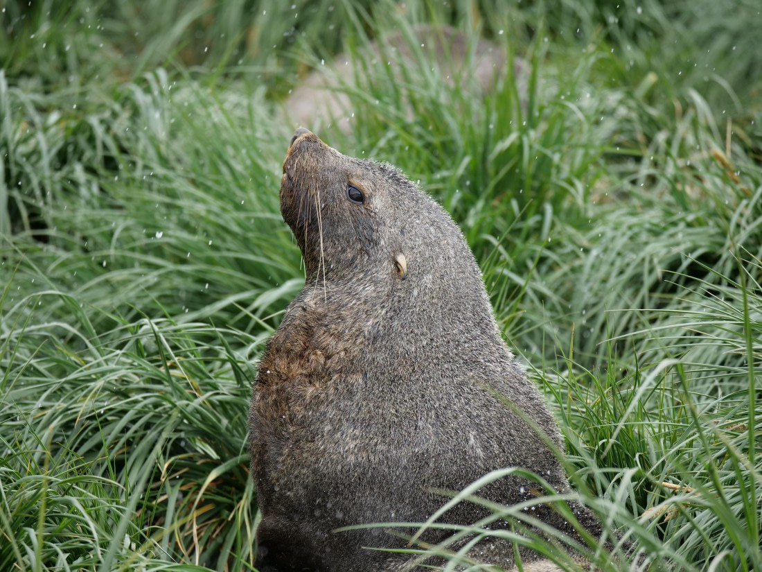 HDS25-26, Day 12, P1023175 © Unknown photographer - Oceanwide Expeditions.JPG