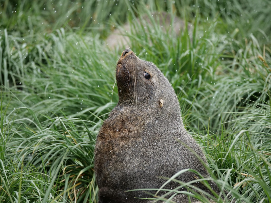 HDS25-26, Day 12, P1023177 © Unknown photographer - Oceanwide Expeditions.JPG