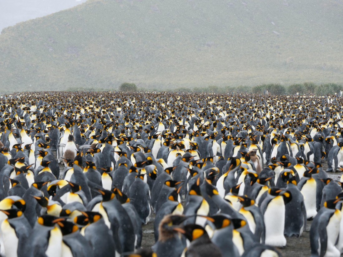 HDS25-26, Day 12, P1023180 © Unknown photographer - Oceanwide Expeditions.JPG