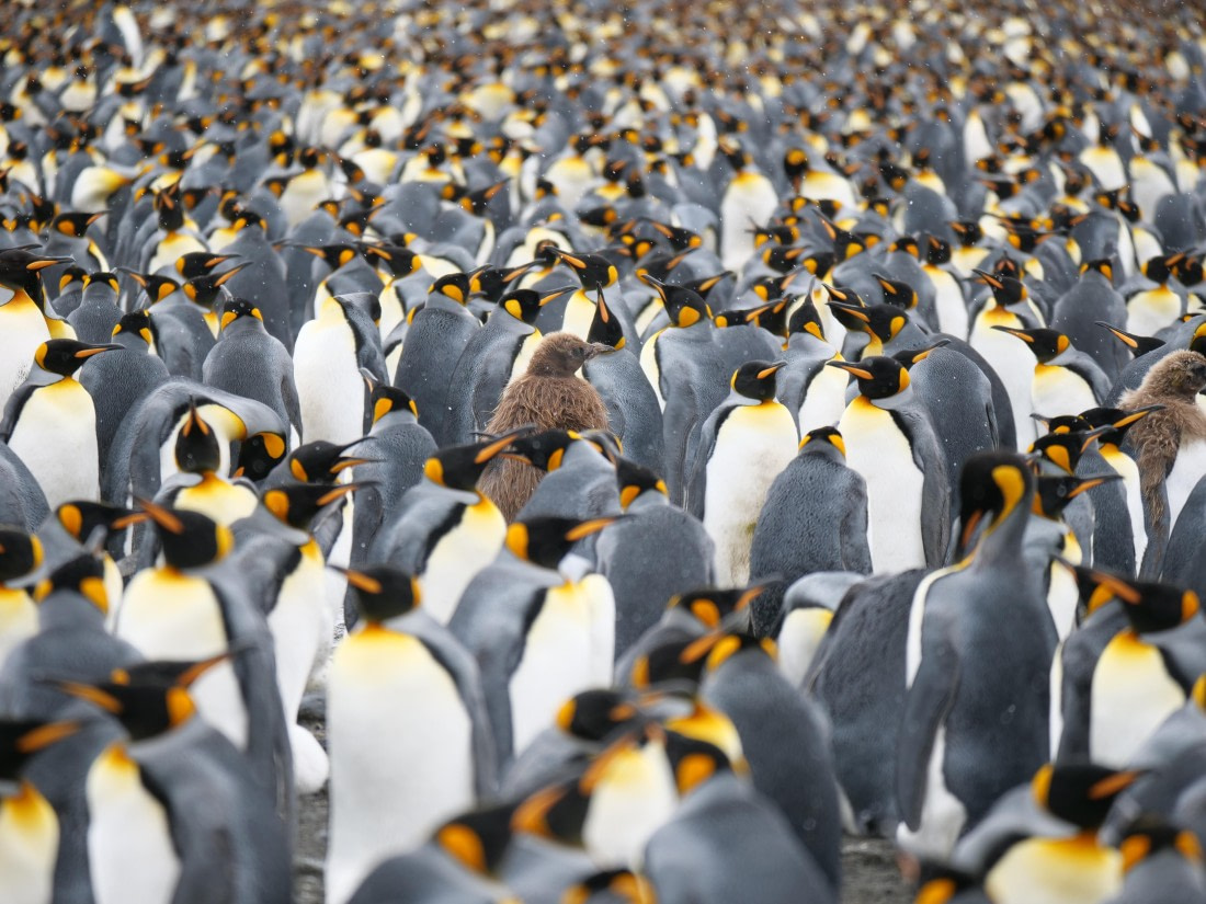 HDS25-26, Day 12, P1023196 © Unknown photographer - Oceanwide Expeditions.JPG