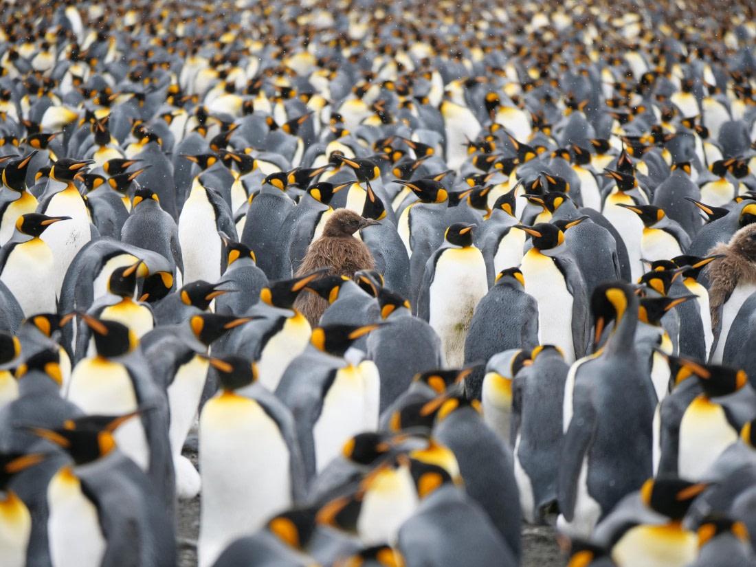 HDS25-26, Day 12, P1023198 © Unknown photographer - Oceanwide Expeditions.JPG