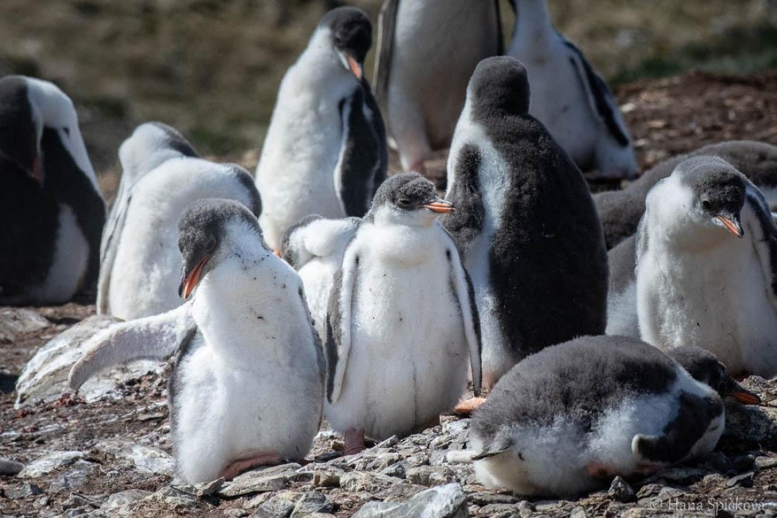 HDS25-26, Day 13, _DSC8761 © Hana Spickova - Oceanwide Expeditions.jpg