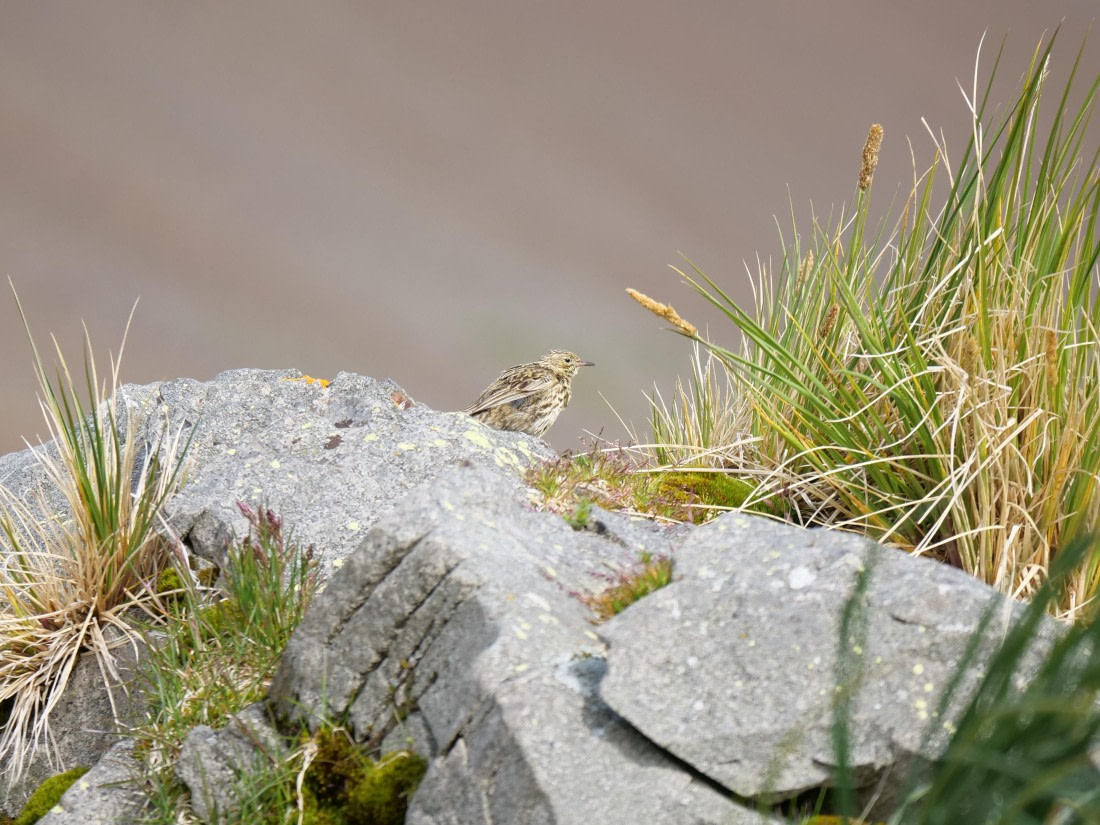 HDS25-26, Day 13, P1023218 © Unknown photographer - Oceanwide Expeditions.JPG