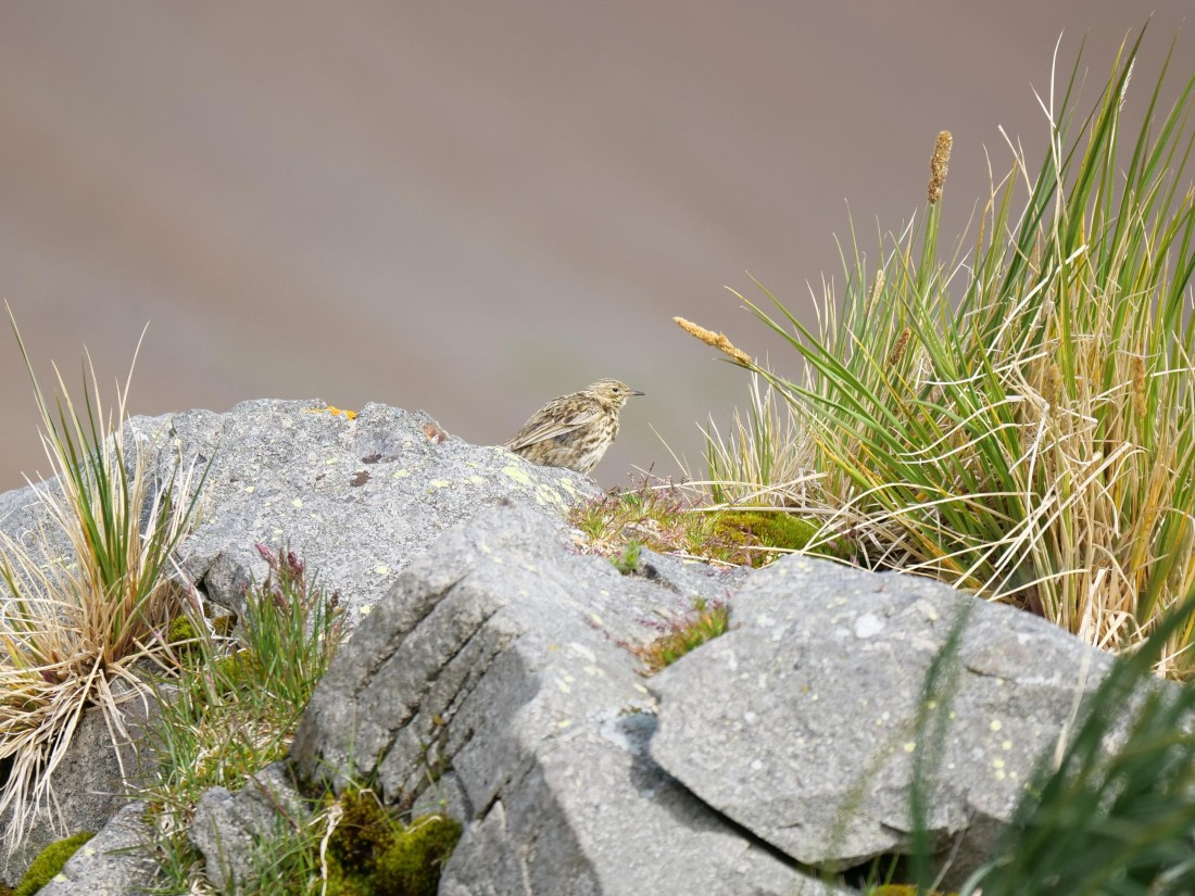 HDS25-26, Day 13, P1023219 © Unknown photographer - Oceanwide Expeditions.JPG