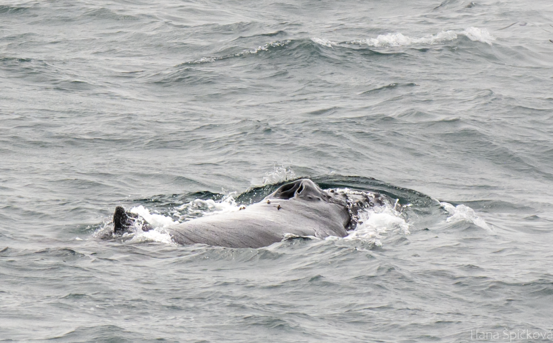 HDS25-26, Day 14, _DSC3291 © Hana Spickova - Oceanwide Expeditions.png