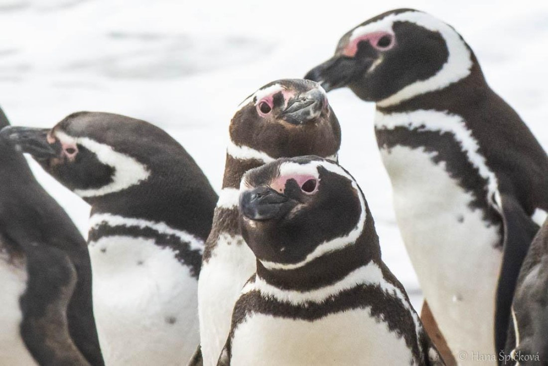 HDS25-26, Day 16, _DSC8762 © Hana Spickova - Oceanwide Expeditions.jpg