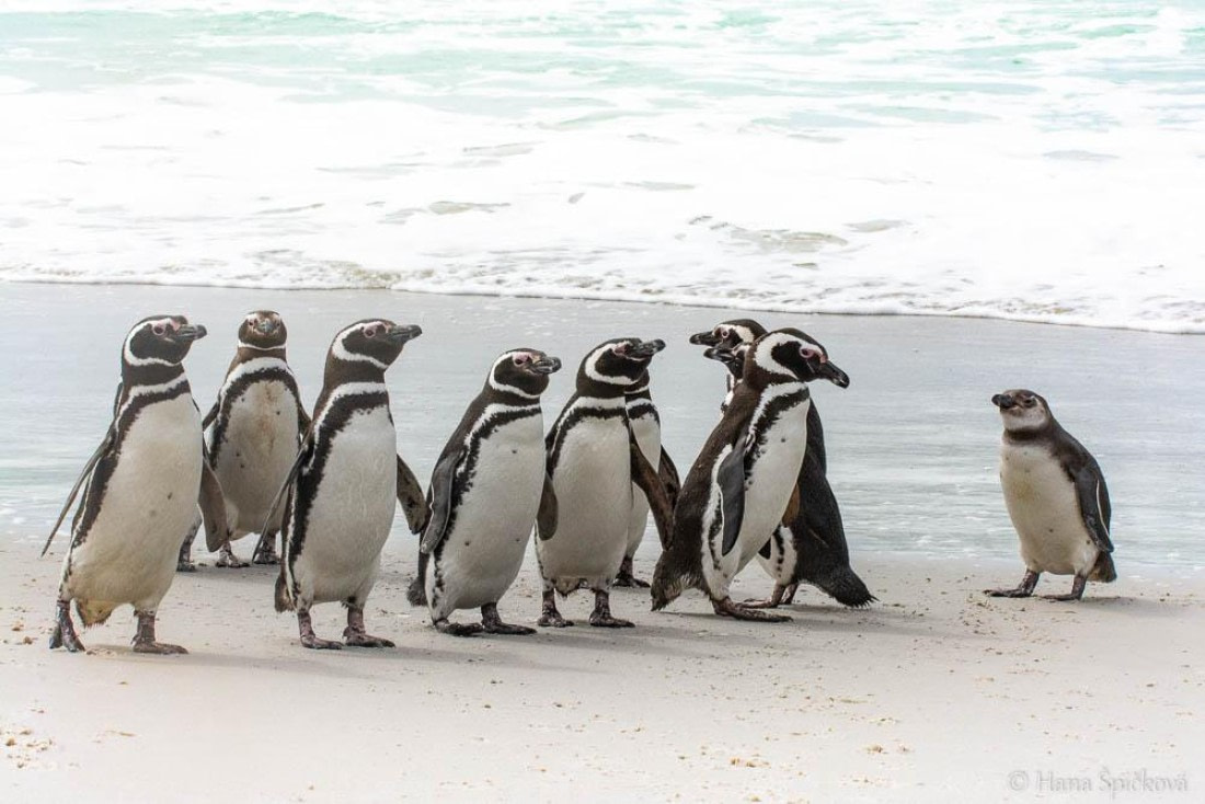 HDS25-26, Day 16, _DSC8763 © Hana Spickova - Oceanwide Expeditions.jpg