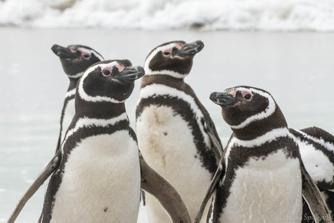 HDS25-26, Day 16, _DSC8765 © Hana Spickova - Oceanwide Expeditions.jpg