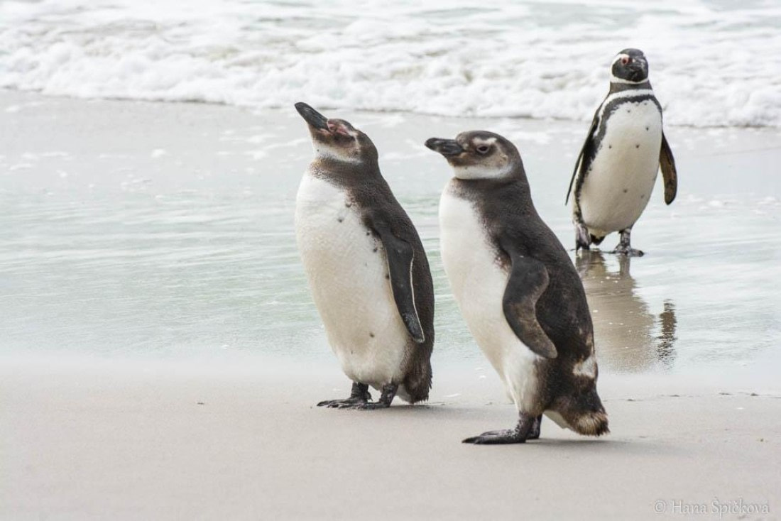 HDS25-26, Day 16, _DSC8766 © Hana Spickova - Oceanwide Expeditions.jpg