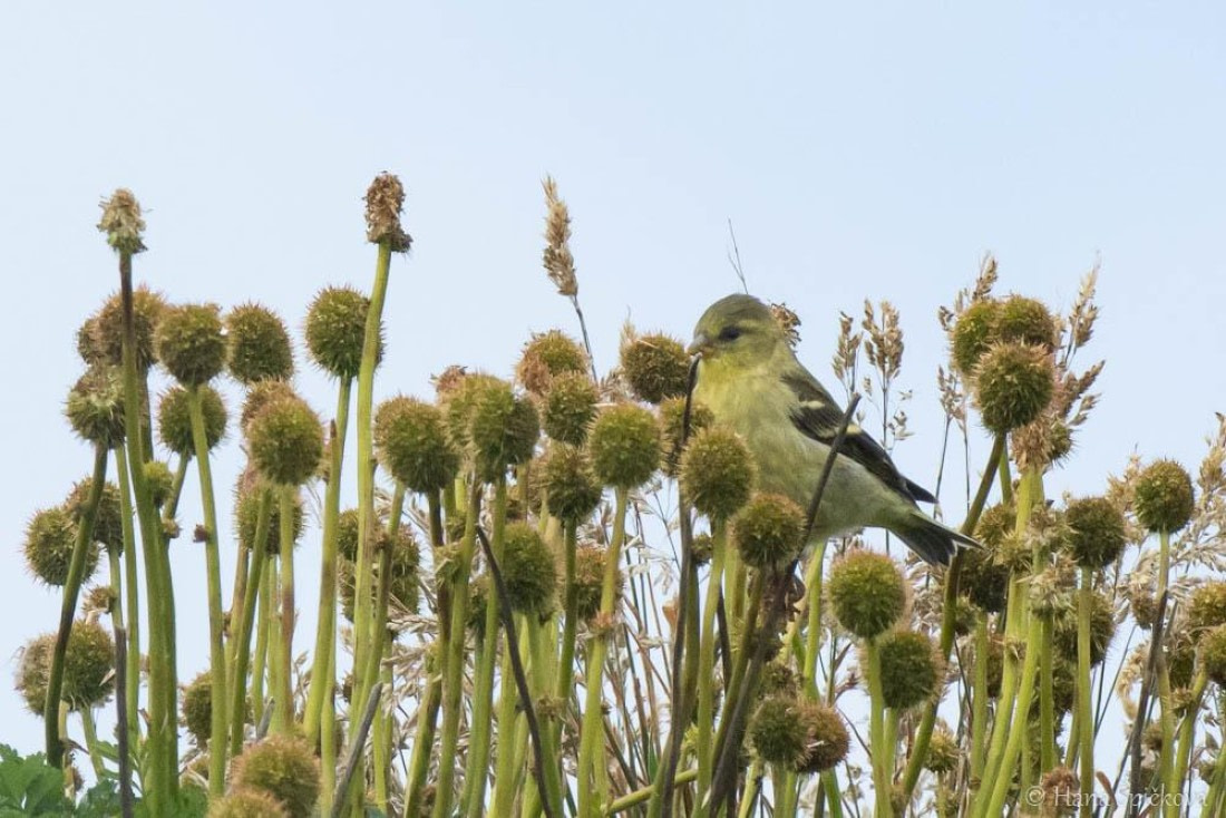 HDS25-26, Day 16, _DSC8769 © Hana Spickova - Oceanwide Expeditions.jpg