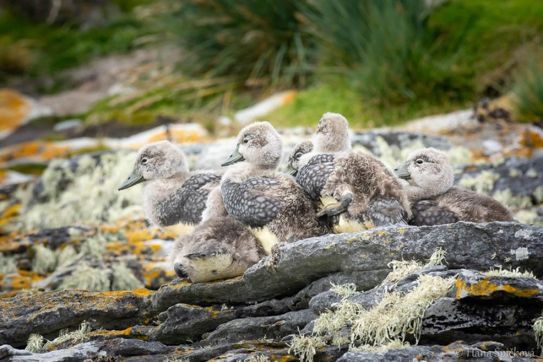 HDS25-26, Day 16, _DSC8780 © Hana Spickova - Oceanwide Expeditions.jpg