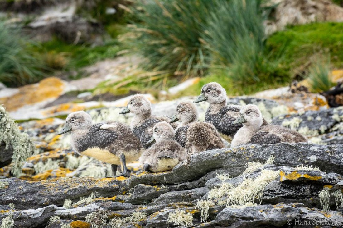 HDS25-26, Day 16, _DSC8782 © Hana Spickova - Oceanwide Expeditions.jpg