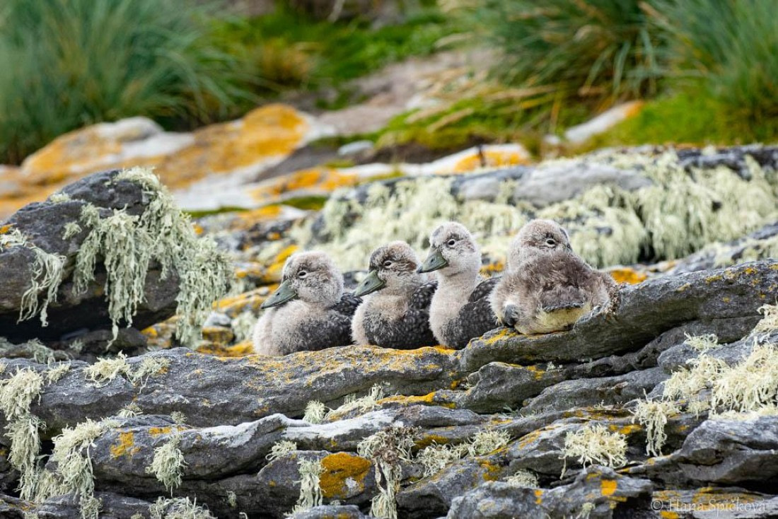 HDS25-26, Day 16, _DSC8785 © Hana Spickova - Oceanwide Expeditions.jpg