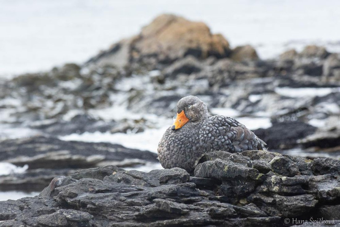 HDS25-26, Day 16, _DSC8787 © Hana Spickova - Oceanwide Expeditions.jpg