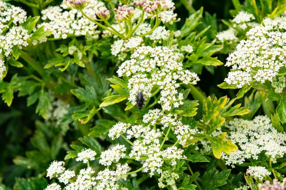 HDS25-26, Day 16, _DSC8790 © Hana Spickova - Oceanwide Expeditions.jpg