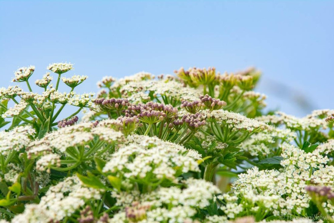 HDS25-26, Day 16, _DSC8791 © Hana Spickova - Oceanwide Expeditions.jpg