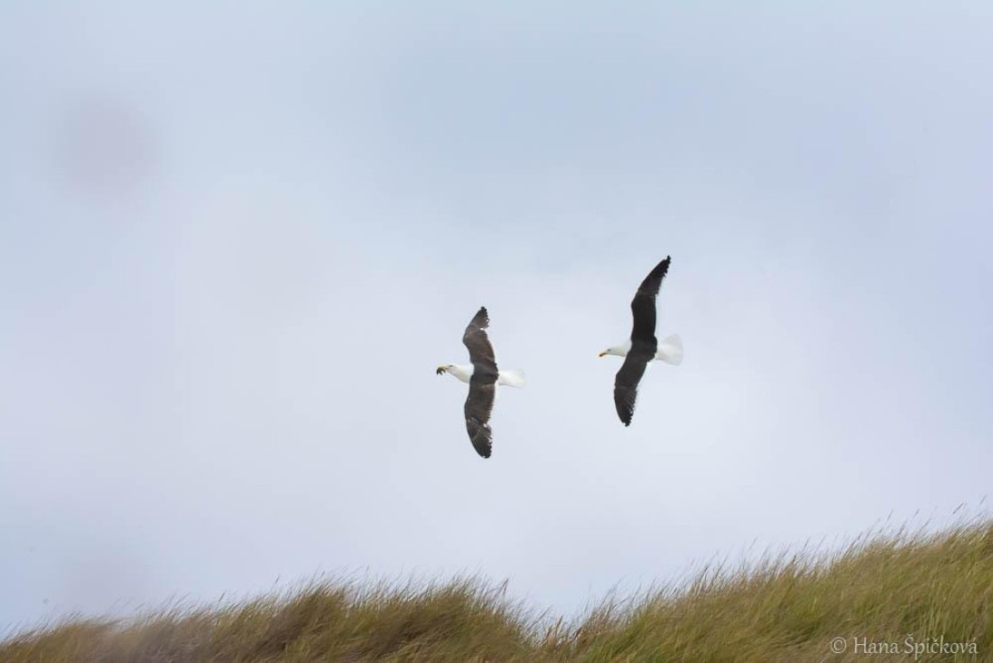 HDS25-26, Day 16, _DSC8809 © Hana Spickova - Oceanwide Expeditions.jpg